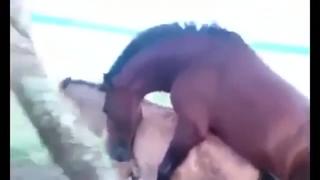 video gay horses sex