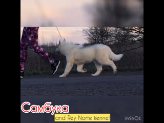 video sambuka and rey norte 4 months sex