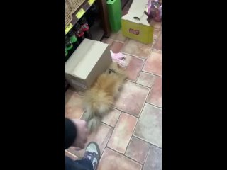 video конченная парочка запинали ногами женщину и молодые её песика sex