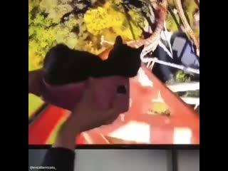 video жизнь это американские горки а ты в ней ничего не понимающий кот sex