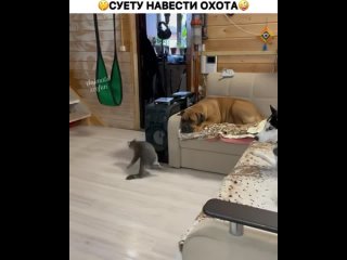 video ахах и притворяется типо нормальный sex