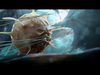 video тайная вселенная путешествие внутрь клетки our secret universe the hidden life of the cell sex