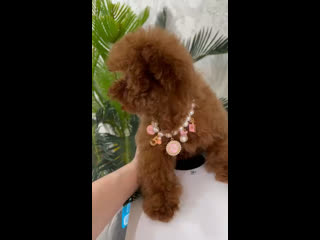 video видео от teacup teddy poodle мальтипу sex