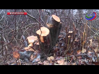 video очередная незаконная вырубка в эльтавском лесу sex