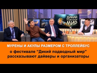 video фестиваль дикий подводный мир начался в ярославле что там интересного sex