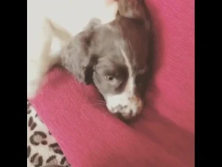 video 1 week later cute puppy cockerspaniel spaniel лондон sex