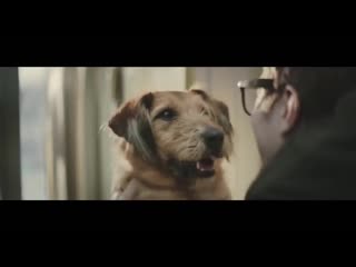 video очень трогательная социальная реклама dogs trust that special someone sex