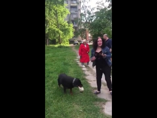 video пьяна женщина гуляет с ротвейлером без намордника sex