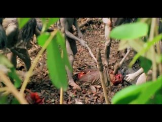 video фрагмент из ад каннибалов cannibal holocaust 1979 ruggero deodato sex