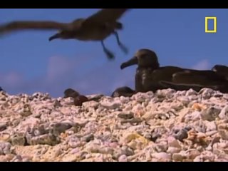 video тигрвоая акула атакует альбатроса кормление тигровых акул на гаваях акулы атакуют молодых альбатросов sex