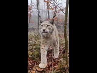 video необычная встреча с милой представительницей семейства кошачьих sex