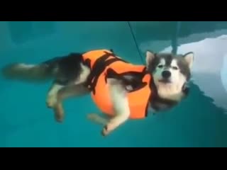 video попытка научить молодые плавать зашла куда то не туда sex
