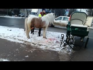 video в одном из районов подольска пони попал под колеса автомобиля водитель не пропустил гужевую повозку sex