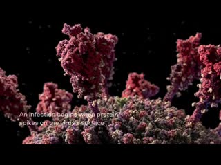 video одна из самых точных компьютерных моделей коронавируса на сегодняшний день sex