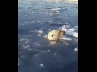 video полярная медведица проламывает дыры во льду чтобы дать возможность дышать медвежатам sex