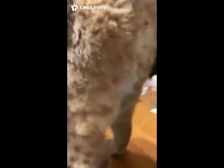 video вы ничего не знаете про доброе утро если в вашем кофе не полоскала лапы рысь sex