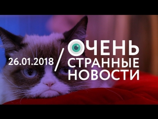 video осн 29 grumpy cat sex