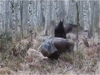 video отстань противный я лося жду sex