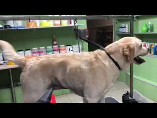 video видео от зооцентр pet groom sex