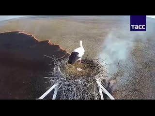 video аист в амурской области не покинул гнездо с яйцами несмотря на пожар внизу sex