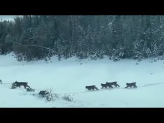 video пермский край мама рысь и её рысята sex