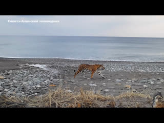 video туристическое побережье сихотэ алинского заповедника в приморье заняла молодая тигрица sex