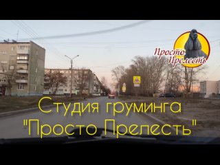 video студия груминга просто прелесть как нас найти sex