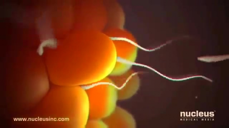 video это интересно оплодотворение яйцеклетки sex