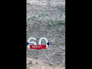 video очередная всушница была замечена в зоне боевых действ sex