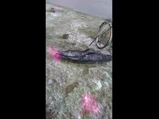 video mov 0030 mp4 sex