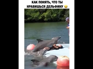 video как понять что ты нравишься дельфину sex