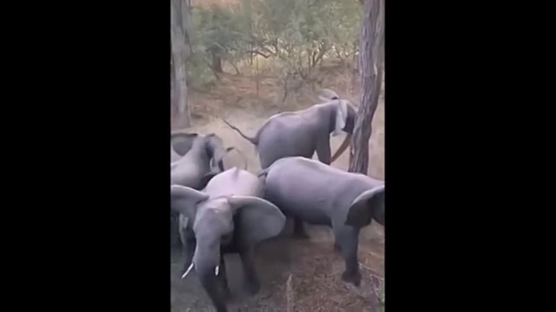 video слоны в любой непонятной ситуации стройся в оборонный круг и оберегай детёнышей sex