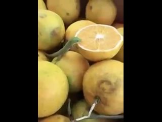 video дневные мадагаскарские гекконы или фельзумы лат phelsuma род ящериц подсемейства настоящие гекконы семейства sex