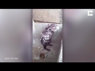 video житель перу снял на видео крысу которая намыливалась мылом sex