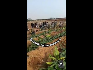 video в китае 87 000 офицеров полиции сельского хозяйства едут за китайскими фермерами фермеры могут выращивать только sex