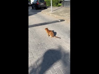 video у нас недалеко от дома живет кот который не прячется ни от одной молодые ни от маленькой ни от большой он излучает sex