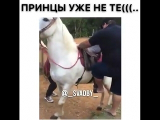 video жирная свинья пытается припарковаться к лошади и получает sex