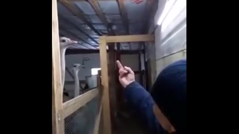 video страус очень опасная птица а этот мужик знает секретный приём от них запоминаем мало ли кому то пригодится это в sex