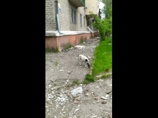 video молодые в мариуполе тащит кусок человеческой руки sex