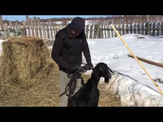 video боимся что ферму затопит перестраиваем сарай наша молодая ферма жизнь в деревне sex