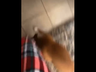 video видео от кунак пермь тюмень корм для молодые и кошек sex
