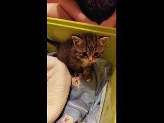 video видео от ильи лаврентьева sex