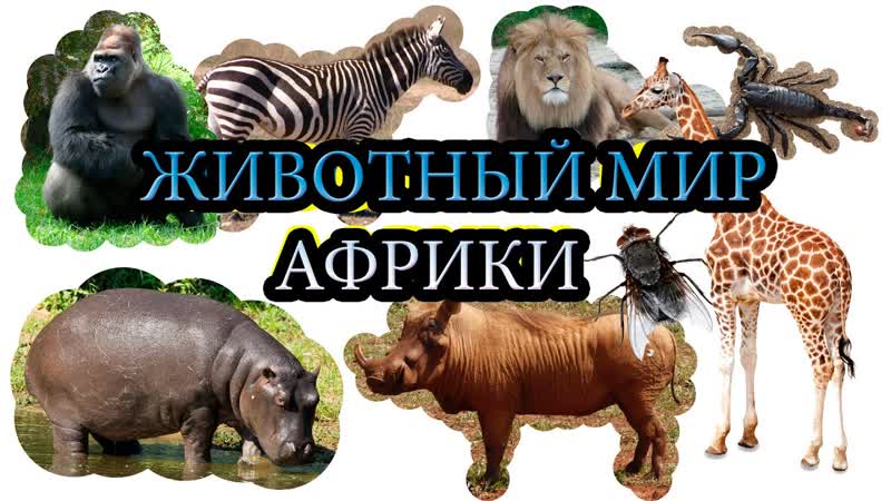 video молодые африки учим секс для самых маленьких на русском развивающие мульт sex