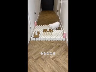 video какой аккуратный кот у меня бы снёс все и даже не заметил не жизнь а сплошное испытание sex