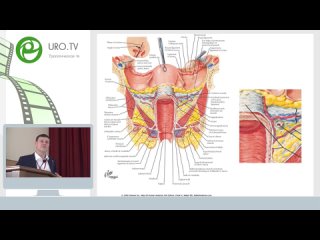 video лекция шкарупа д д функциональная анатомия тазового дна для хирурга sex
