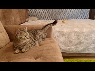 video папа кот впервые увидел маленького цыпленка которыи пищит и бегает за папои котом sex