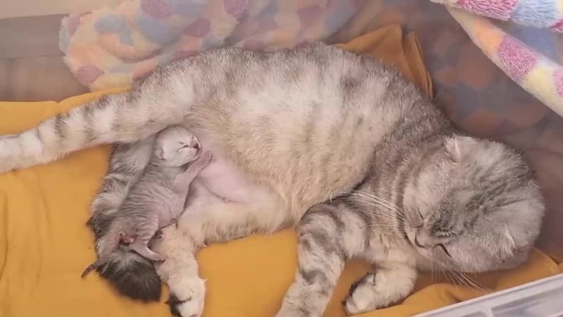 video сладкии маленькии котенок спит на маме кошке тихо мяукает и видит прекрасные сны sex