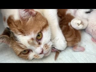 video кошка делает массаж новорожденному котенку пока тот пьет ее молоко sex