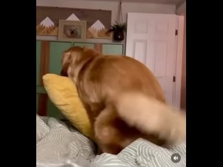 video a little embarrassed due to not having a pillow underneath there sex