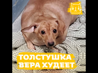 video собачку веру раскормили до огромных размеров sex